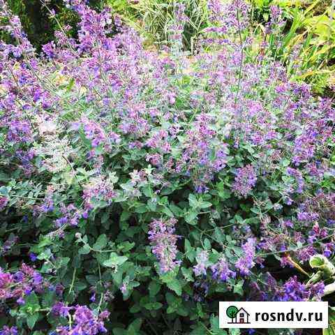 Котовник Фассена Великий Новгород