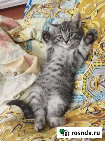 Кошка Братск - изображение 1