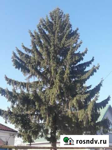 Ель Нововоронеж - изображение 1