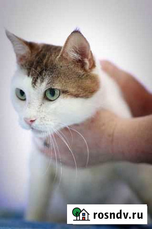 Котик Потапыч в добрые руки Симферополь - изображение 1