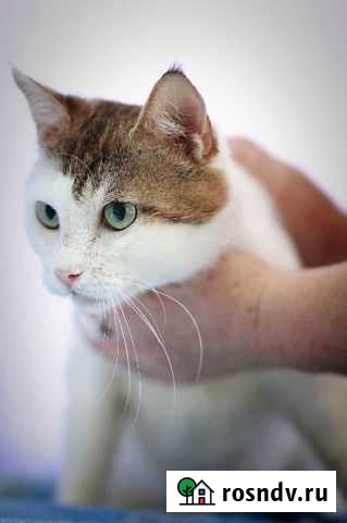 Котик Потапыч в добрые руки Симферополь - изображение 1