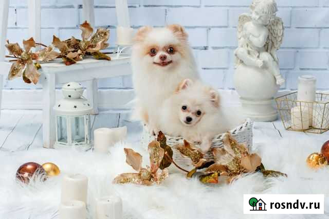 Миниатюрная девочка белого шпица Лысьва Лысьва - изображение 1