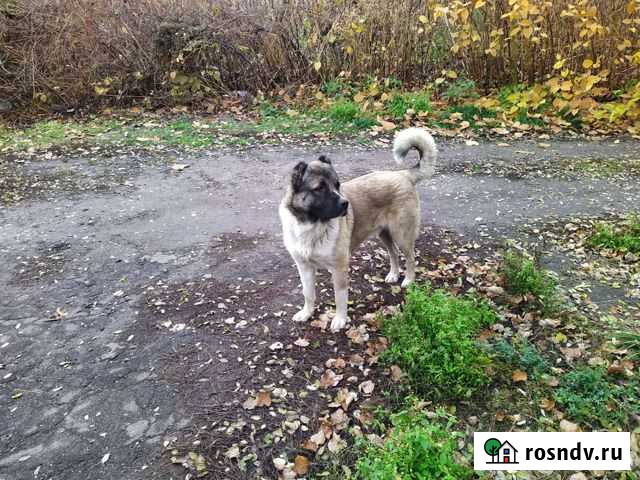 Кавказская овчарка Займище - изображение 1