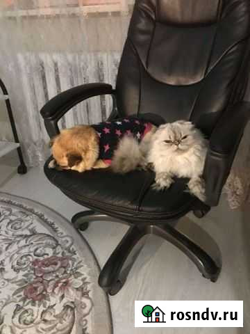 Домашние животные Тамбов - изображение 1