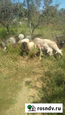 Барашки Варениковская - изображение 1