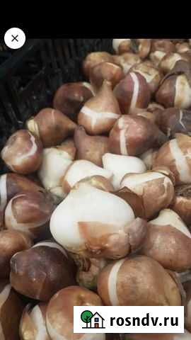 Луковица тюльпанов после выгонки Владикавказ - изображение 1