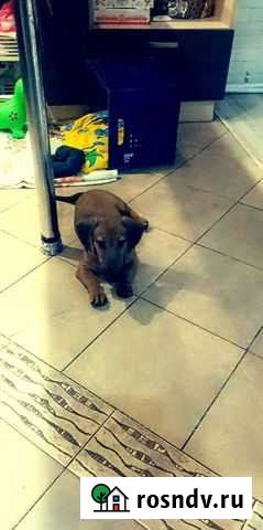 Собаки щенки породистые Гвардейск - изображение 1