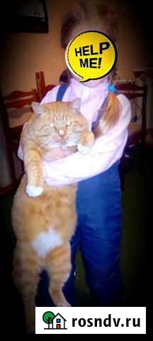 Котик Омск - изображение 1