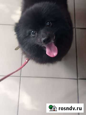 Шпиц Ростов-на-Дону - изображение 1