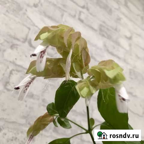 Белопероне в цвету Златоуст - изображение 1