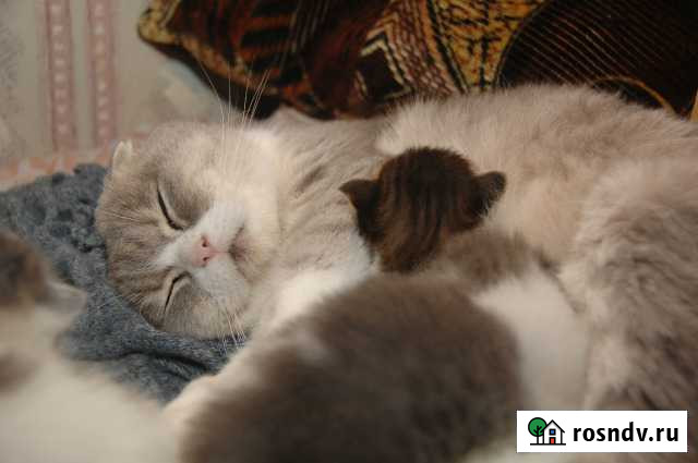 Котята от вислоухой кошки Кольчугино - изображение 1