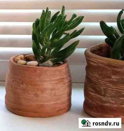 Кактусы, суккуленты, алоэ Липецк