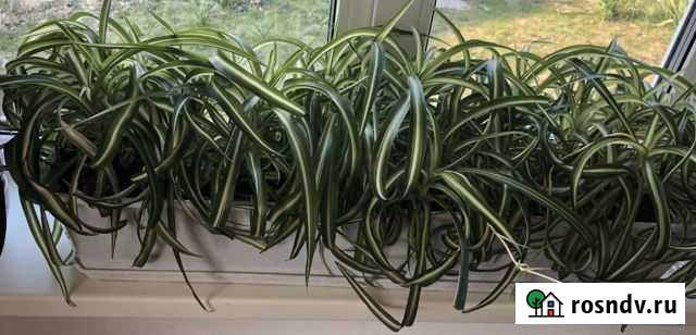 Алое и хлорофитум кудрявый Видное - изображение 1