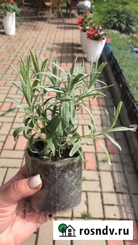 Лаванда саженцы Геленджик - изображение 1