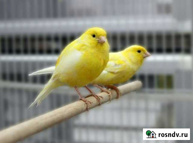 Канарейка Воронеж - изображение 1