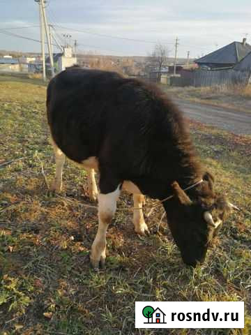 Нетель 1г10м Кемерово - изображение 1