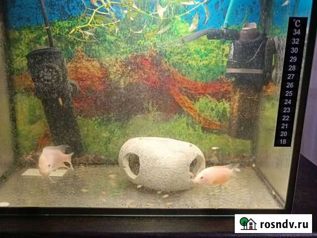 Аквариумные рыбки Балашиха - изображение 1