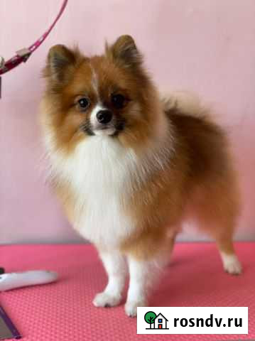 Померанский шпиц медвежьего типа Армавир - изображение 1