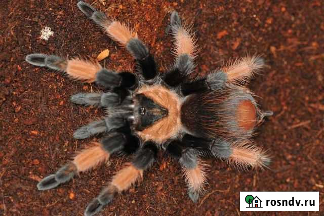 Паук-птицеед Воркута - изображение 1