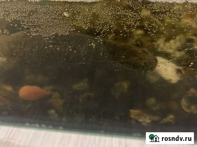 Тритон Казань - изображение 1