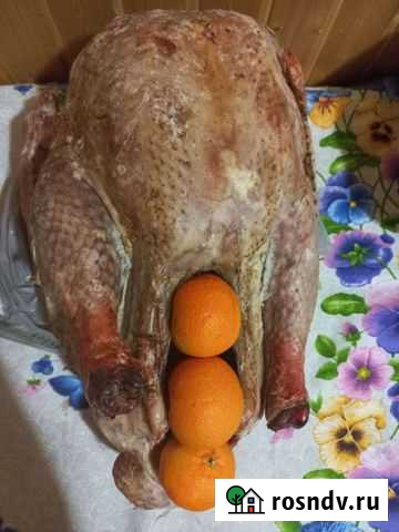 Индейка Новомосковск - изображение 1