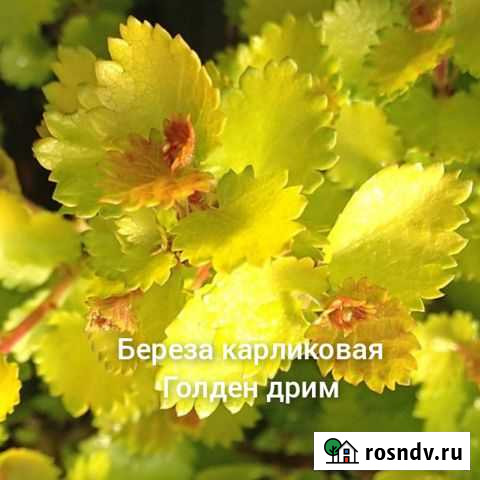 Декоративные кустарники Майский - изображение 1