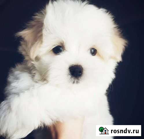 Болонка Мальтийская Саратов - изображение 1