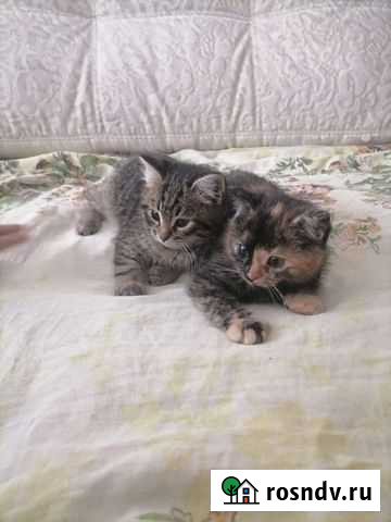 Кошки в добрые руки бесплатно Щёлково - изображение 1