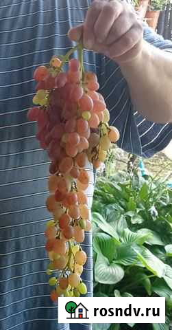 Домашний виноградный сок Кропоткин - изображение 1