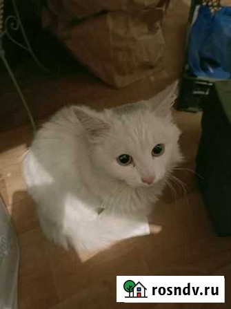 Котик Кетово - изображение 1