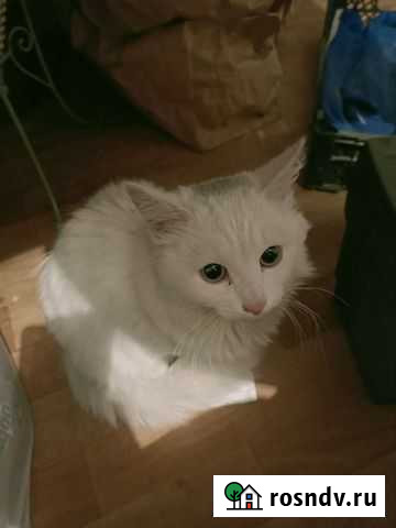 Котик Кетово - изображение 1