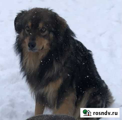 Ищем дом песику Бугульма - изображение 1