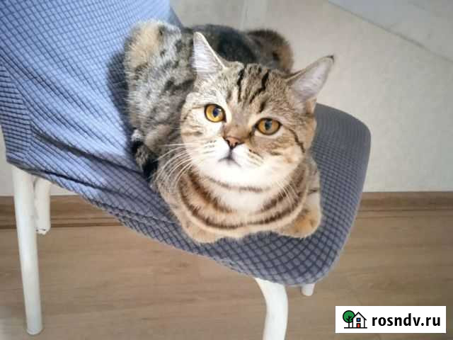 Шотландская прямоухая кошка 8 мес Уфа - изображение 1