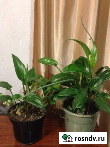 Цветок Слободской - изображение 1