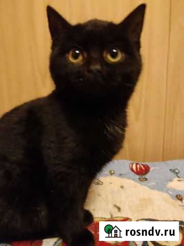 Котёнок девочка Уфа - изображение 1