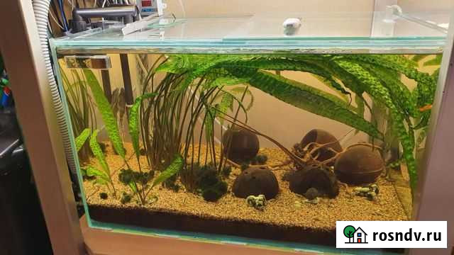 Аквариум Анжеро-Судженск - изображение 1