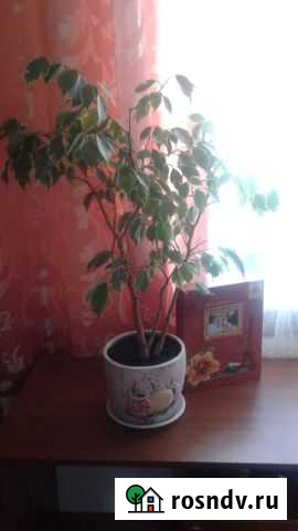 Фикус бенджамина Каменка - изображение 1