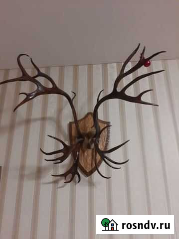 Рога Калуга - изображение 1