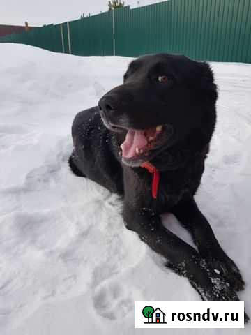 Ищет дом с любящим хозяином очаровательная девочка Калуга - изображение 1