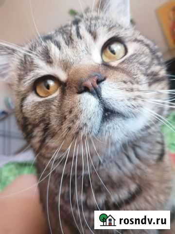 Кошки Благовещенск - изображение 1