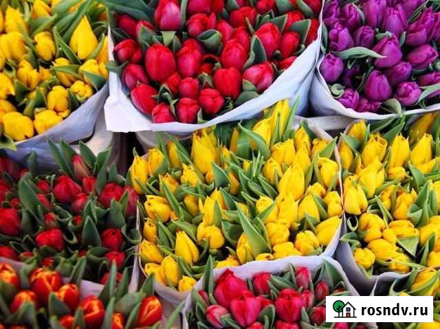 Тюльпаны к 8 марта оптом Уйское - изображение 1