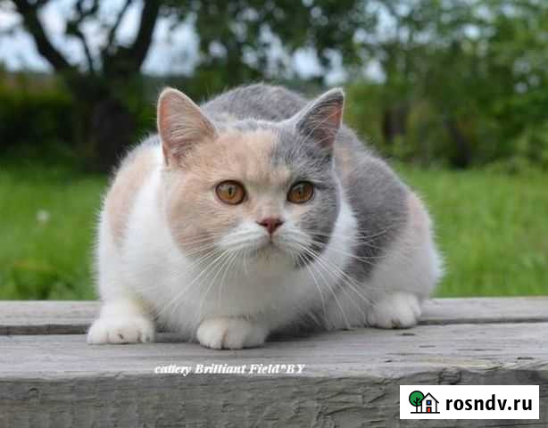 Бусинка метис с британской в дар Саранск - изображение 1