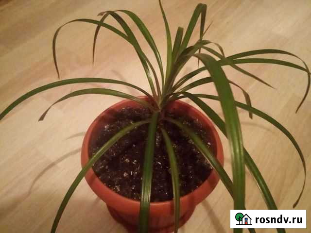 Драцена Иваново - изображение 1