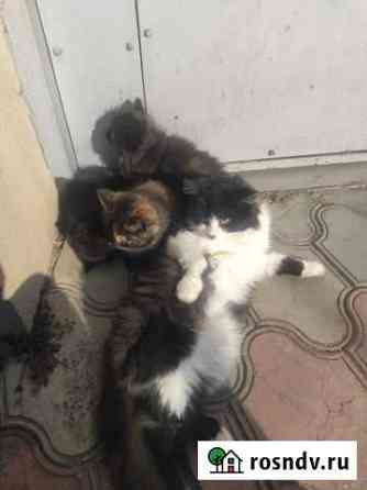 Котята, в добрые руки Махачкала
