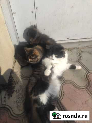 Котята, в добрые руки Махачкала - изображение 1