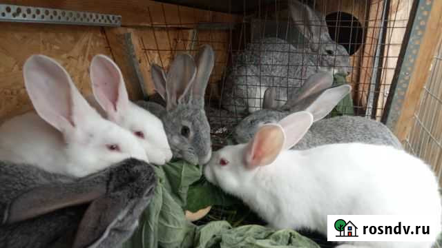Продаю кроликов и мясо кролика Щекино - изображение 1