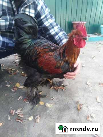 Петух Семилуки - изображение 1