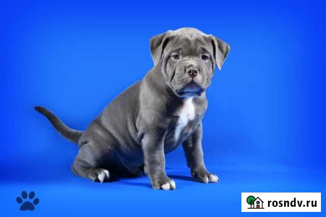 Малыши американские булли. 2 месяца. Предполагаемы Курск - изображение 1