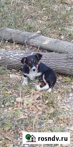 Маленькая собачка в добрые руки Черлак - изображение 1