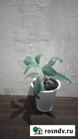 Каланхоэ (чихалочка, доктор) лечебное Мытищи - изображение 1